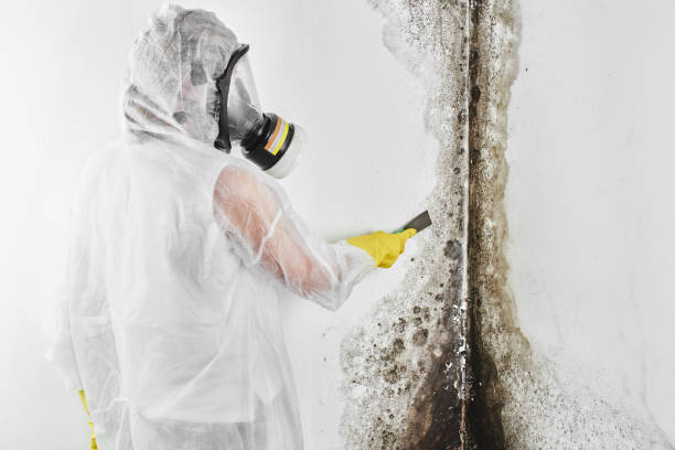 Best Mold Remediation  in Central Gardens, TX