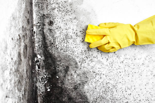 Office Mold Removal Services in Central Gardens, TX