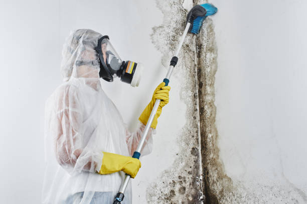 Best Mold Testing and Removal  in Central Gardens, TX