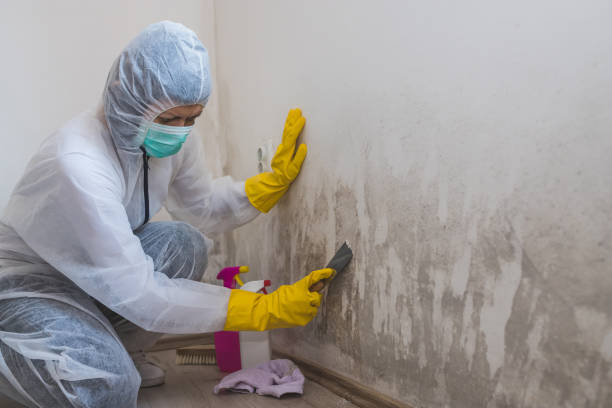 Best Home Mold Removal  in Central Gardens, TX