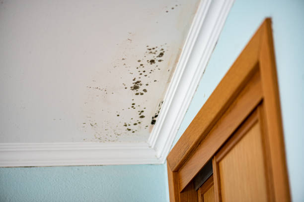 Best Attic Mold Removal  in Central Gardens, TX