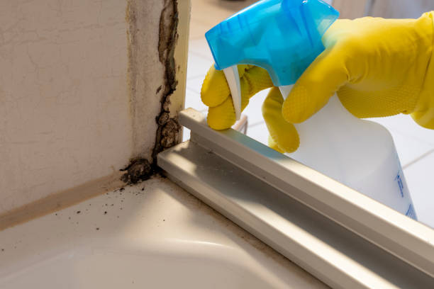 Best Same-Day Mold Removal  in Central Gardens, TX
