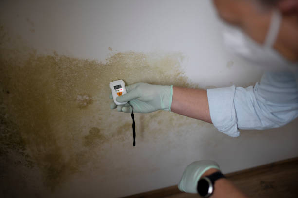 Best Emergency Mold Removal  in Central Gardens, TX