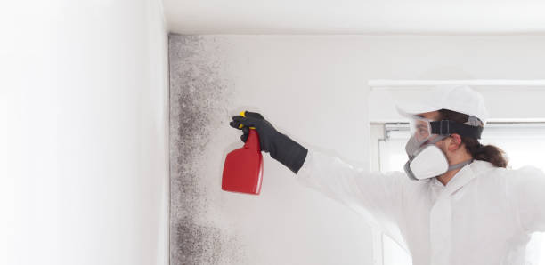 Best Affordable Mold Removal  in Central Gardens, TX