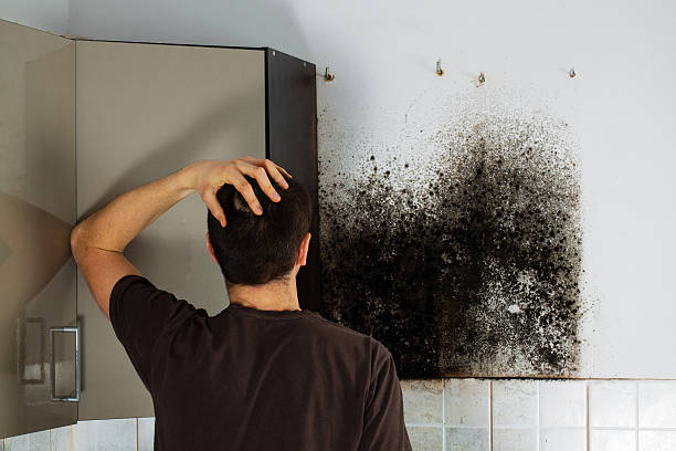  Central Gardens, TX Mold Removal Pros