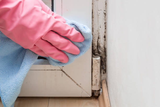 Mold Testing and Removal in Central Gardens, TX